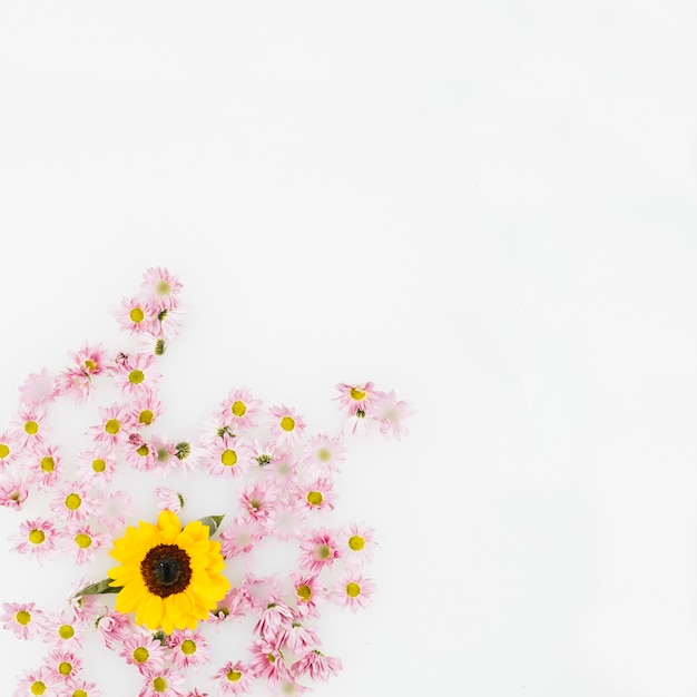 Free photo elevated view of yellow flower and pink blossoms over white backdrop