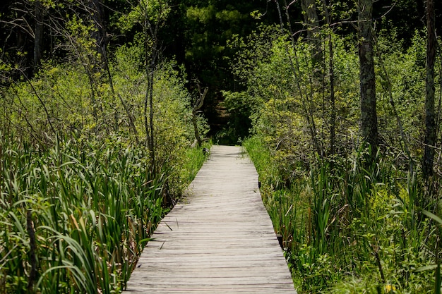 Free photo elevated wooden pathway going through tall plants in the forest