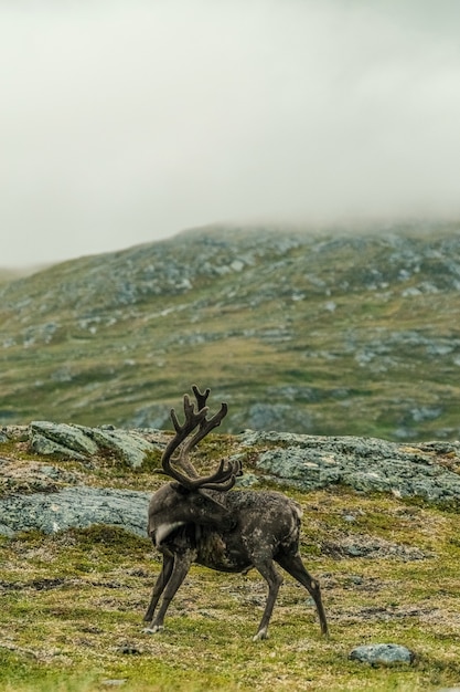 Free photo an elk cleaning itself on a mountain