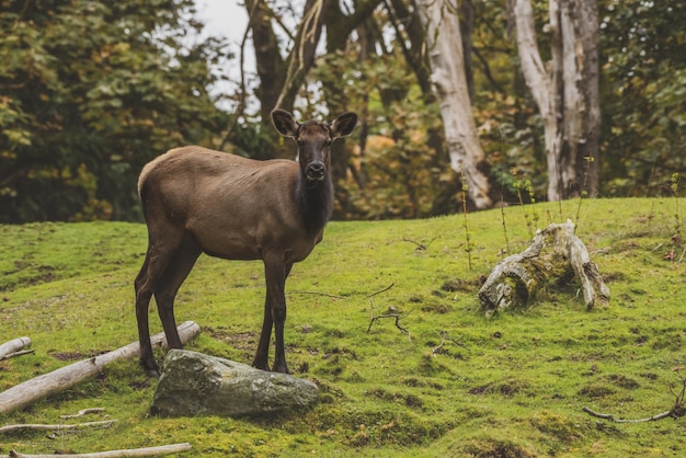 Free photo elk standing on a grassy hill