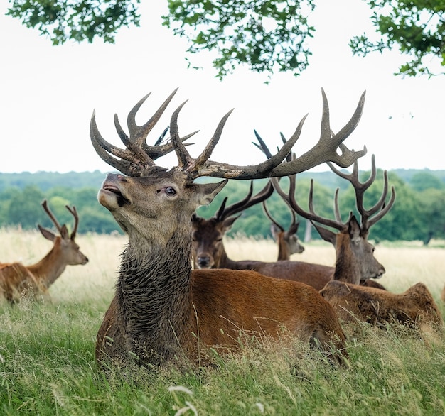 Elks standing on a field surrounded by grass