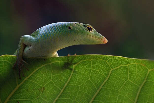 Emerald tree skink on dry leaf