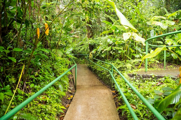 Free photo empty boardwalk in natural lush rainforest