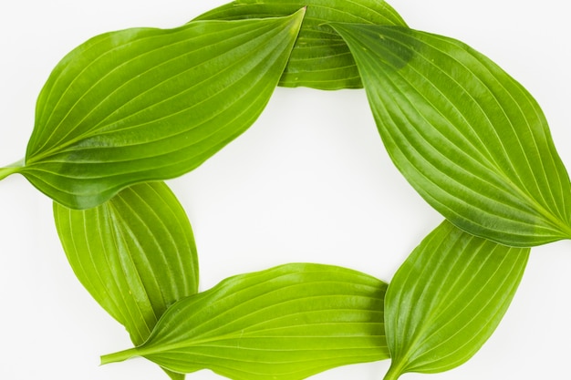 An empty frame made with green leaves on white background