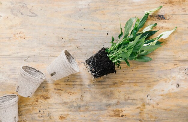 Empty peat pot and plant with soil on wooden background