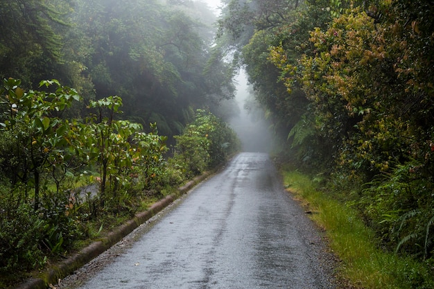 Free Photo empty road along with rainforest at costa rica