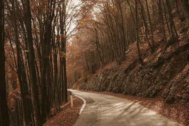 Empty road between tall trees in the forest during daylight in autumn