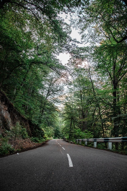 Empty road and trees