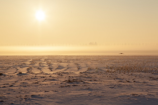 Empty snowy field with mist