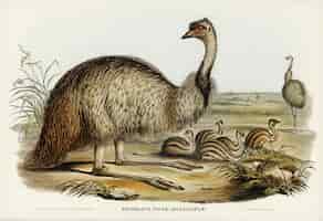 Free photo the emu (dromaius novae-hollandiae) illustrated by elizabeth gould