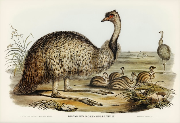 Free Photo the emu (dromaius novae-hollandiae) illustrated by elizabeth gould 