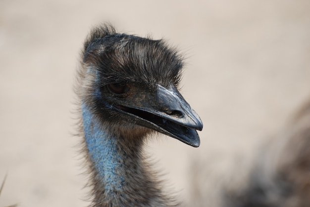 Free Photo emus are large birds native to australia