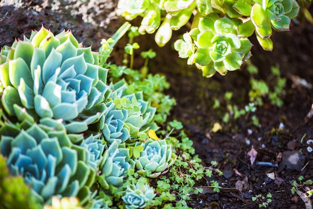 Energetic and succulent plant