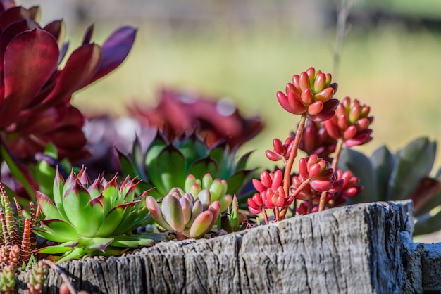 Energetic and succulent plant