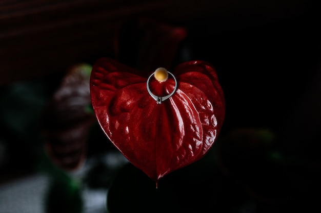 Free photo engagement ring with diamond on a calla lily flower