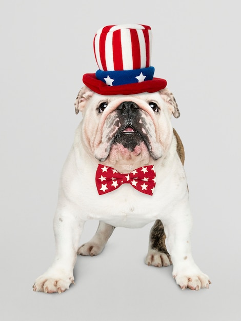 English Bulldog from USA