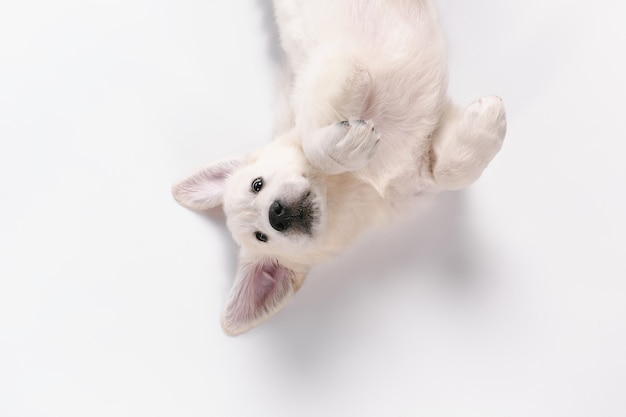 english cream golden retriever isolated