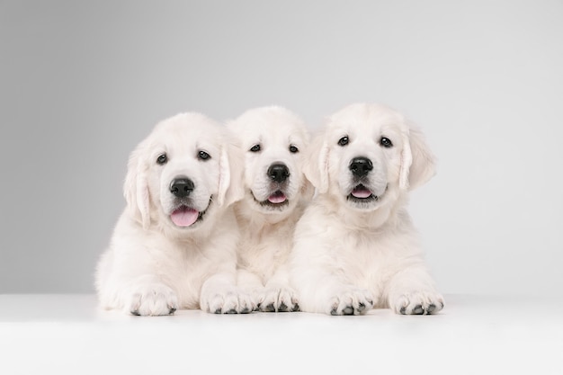 Free Photo english cream golden retrievers isolated on white  wall