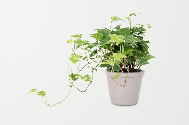 English ivy plant in a gray pot