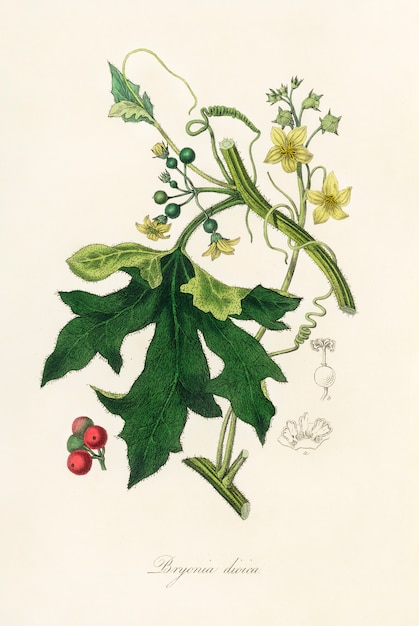 English mandrake (Bryonia dioica) illustration from Medical Botany (1836) 