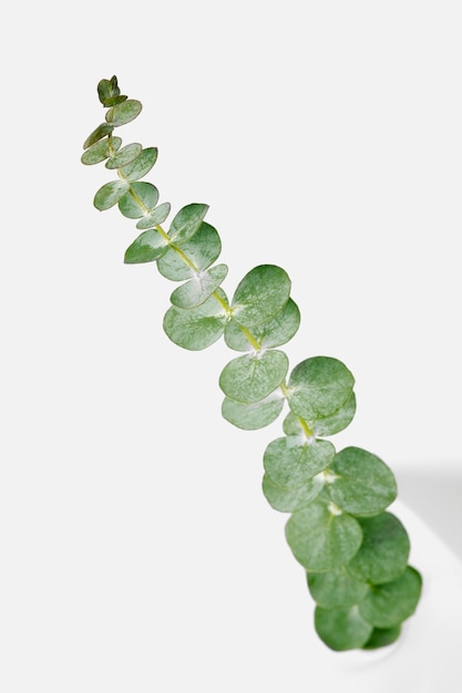 Eucalyptus round leaves on white background