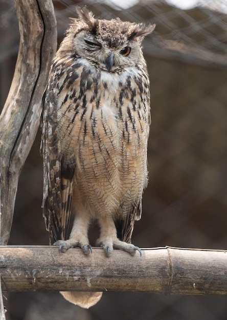 Free photo eurasian eagle-owl winking while perching on a wooden pole in the z