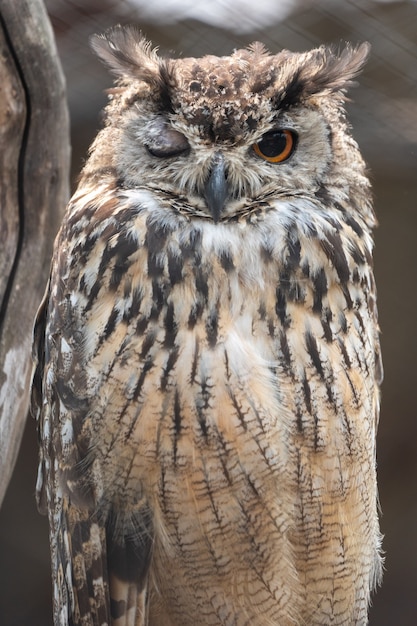 Free photo eurasian eagle-owl winking while sitting on its perch in a zoo