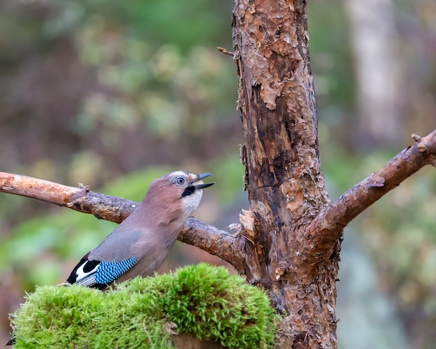 Eurasian jay bird eating seeds near a tree