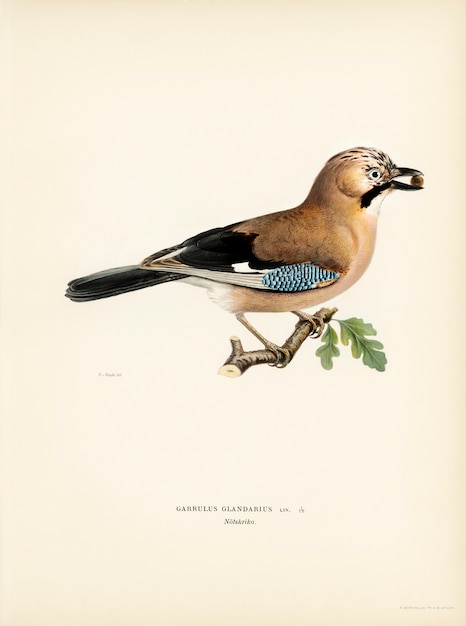 Eurasian jay (Garrulus glandarius) illustrated by the von Wright brothers. 