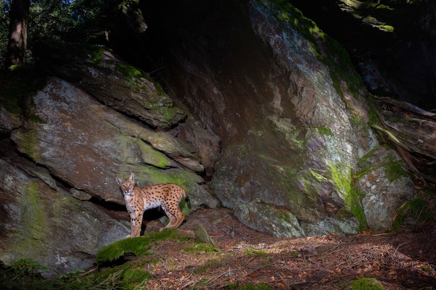 Free photo eurasian lynx marking his spot during night