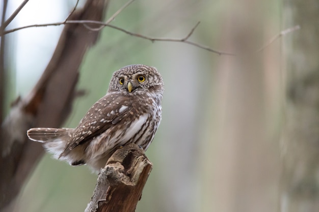 Free Photo an eurasian pygmy owl sits on a branch in sweden.