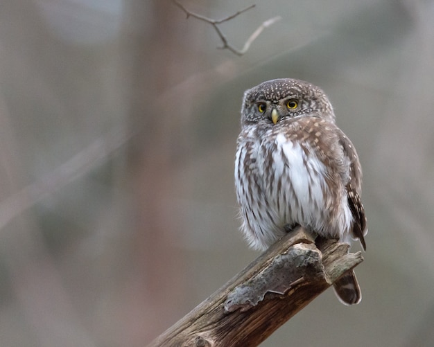 Free photo an eurasian pygmy owl sits on a branch in sweden.