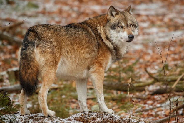 Free photo eurasian wolf is standing in nature habitat in bavarian forest