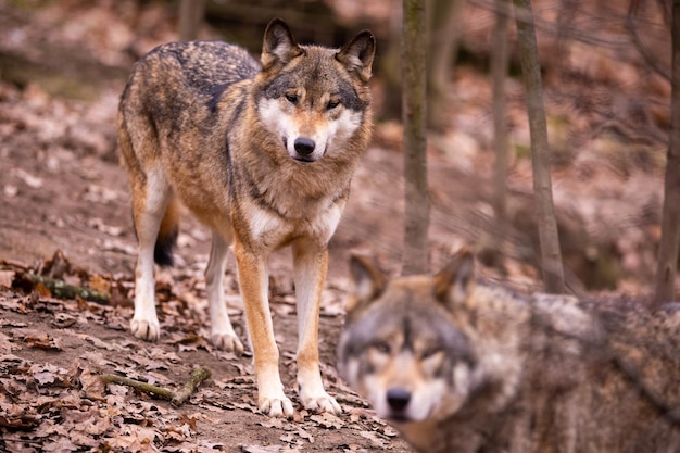 Free photo eurasian wolf in white winter habitat,. beautiful winter forest. wild animals in nature environment. european forest animal. canis lupus lupus.