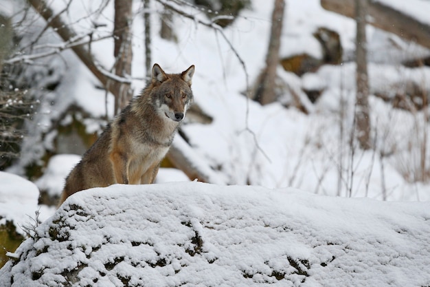 Eurasian wolf in white winter habitat beautiful winter forest