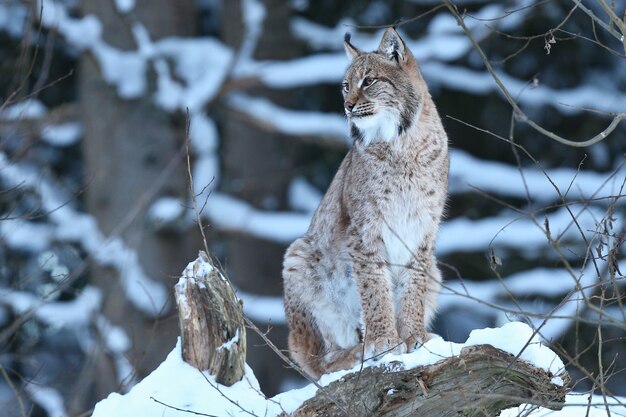 Euroasian lynx in the bavarian national park in eastern germany 