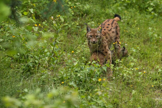 Euroasian lynx face to face in the bavarian national park in eastern germany