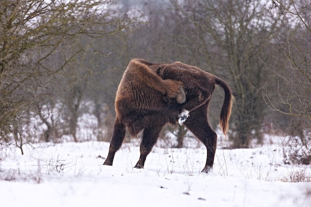 Free photo european bison in the beautiful white forest during winter time bison bonasus