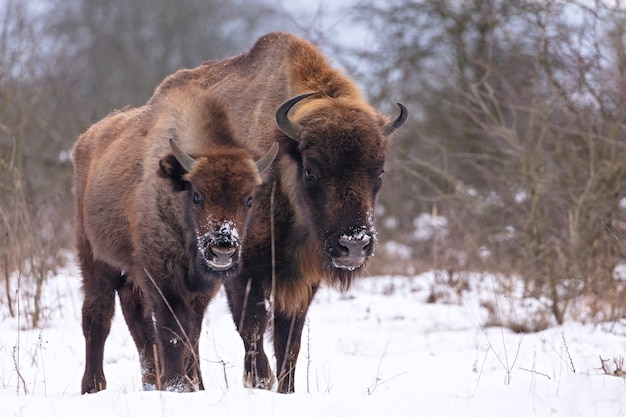 Free photo european bison in the beautiful white forest during winter time bison bonasus