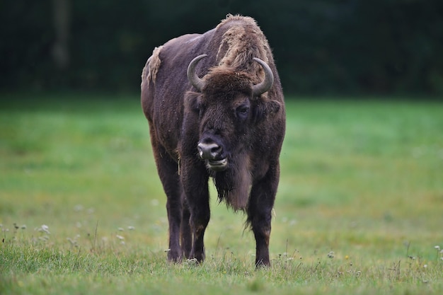 Free photo european bison in the beautiful white forest during winter time