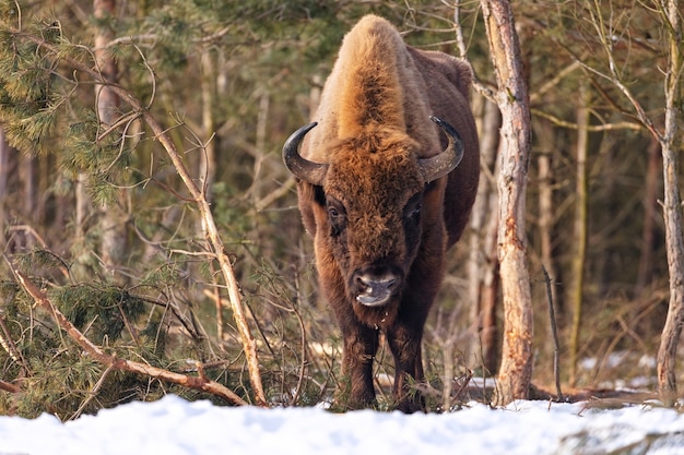 European bison in the beautiful white forest during winter time Bison bonasus