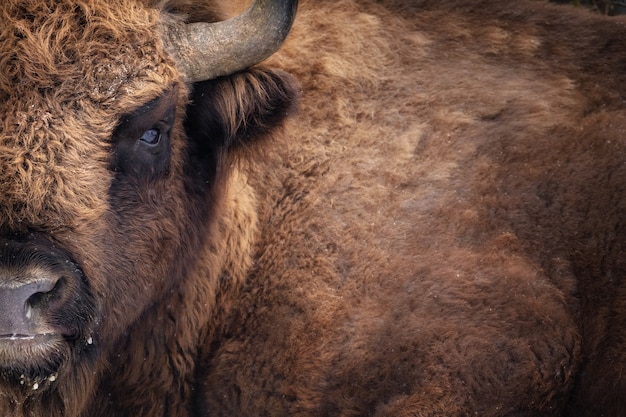 European bison in the beautiful white forest during winter time Bison bonasus