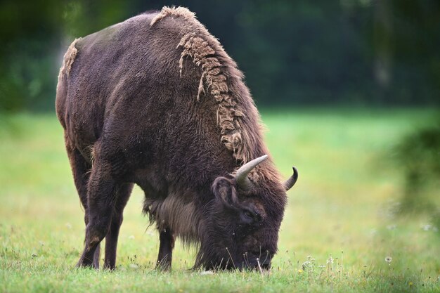 European bison in the beautiful white forest during winter time