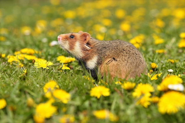 European hamster on a flowering meadow 