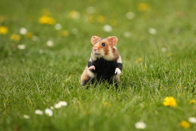 European hamster on a flowering meadow 