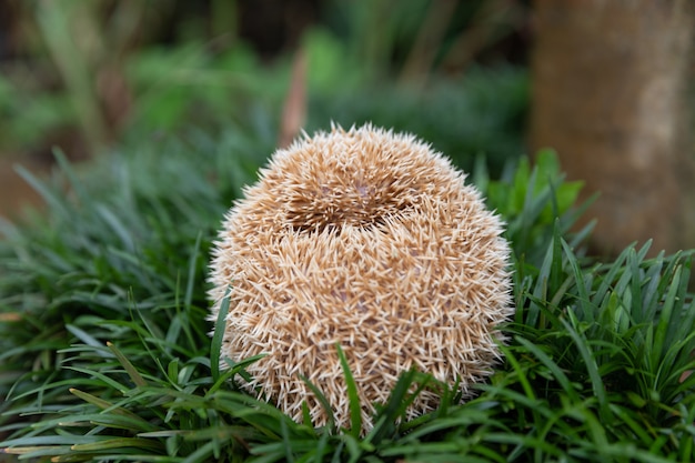 European hedgehog in natural garden habitat with green grass.