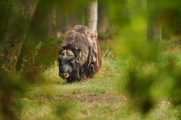 Free photo european muskox in the beautiful meadow