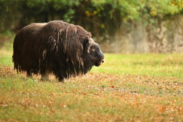 European muskox in the beautiful meadow