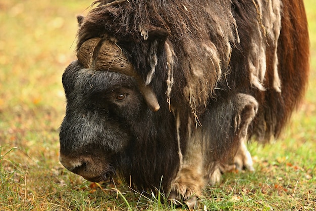 European muskox in the beautiful meadow