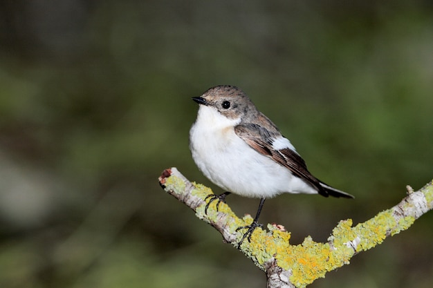 Free photo european pied flycatcher ficedula hypoleuca, malta, mediterranean